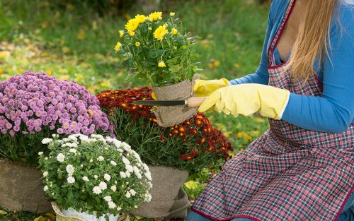 A person wearing a blue long-sleeved top, yellow gardening gloves, and a red and grey checkered apron is kneeling in a garden, tending to flowering plants. In front of them, there are three pots filled with blooming flowers: yellow chrysanthemums, pink chrysanthemums, and white daisies. The garden features a variety of vibrant, freshly planted flowers arranged in a harmonious layout, with a background of green grass and blurred foliage. The scene appears to be outdoors on a cloudy day, with soft natural light illuminating the colorful blooms. This setting exemplifies typical gardening activities, emphasizing healthy plant growth and floral arrangements, suitable for a lawn care and gardening service in Hackney or surrounding London areas.