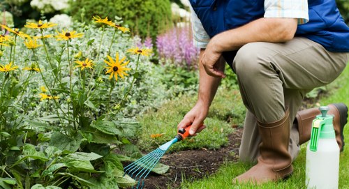A person kneeling on a well-maintained grassy garden lawn, wearing brown rubber boots and light-colored trousers, is using a small handheld garden rake or weeding tool to tend to the soil near a cluster of yellow flowering plants. The garden is organized with distinct vegetable or flower beds, bordered by lush green foliage and a variety of flowering plants, including purple and pink blooms in the background. The grass appears dense, bright green, and evenly trimmed, while the soil in the flower bed is dark and healthy-looking. The scene suggests a neatly landscaped outdoor space with a mix of ornamental and functional planting, typical of residential gardens in Hackney. A white garden spray bottle sits on the grass nearby, indicating ongoing garden maintenance. The lighting is natural, with soft sunlight illuminating the scene, contributing to a calm and productive gardening environment consistent with professional lawn and garden care services offered by Lawn Mowing Hackney in the local area.