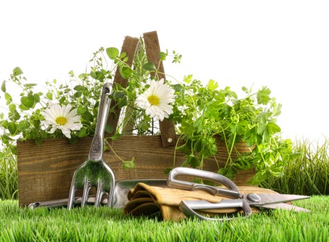 Hedge trimming assessment by experts in Hackney