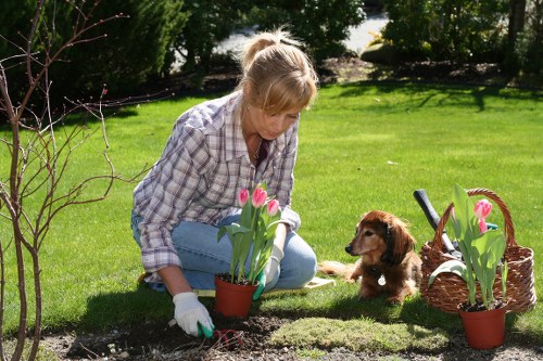 Cost-effective hedge trimming solutions in Hackney